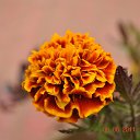 ���� Aru, �������� - ��������� 11 ������ 2015 � ������ �Ooty, Tamilnadu, India�