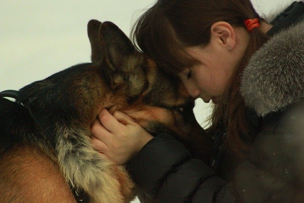 Он — ваш друг, ваш компаньон, ваш защитник, ваш пес. Вы — его любовь, его жизнь, его хозяин. Он ...