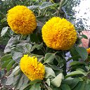 ������ �� ������� ������ ��������