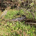 �������, ���, ������ 2015, �������� (������������ �����) �� ������� ����� �� ����