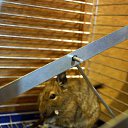 ���� ����, �����-���������, 43 ���� - ��������� 20 ������ 2015 � ������ ������ ��������