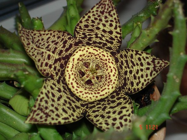   (Stapelia Variegata).       ...