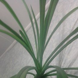 ����, �����������, 65 ���