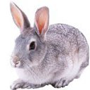 ���� �����, ��������, 22 ���� - ��������� 7 ����� 2015 � ������ ������ ��������