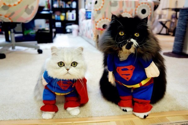 SUPERCAT