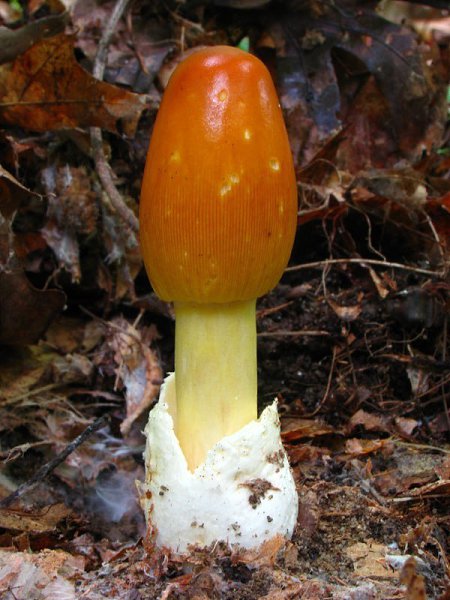   (Amanita caesarea).    ,      ...