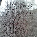 ���� �������, �������, 61 ��� - ��������� 20 ������� 2015 � ������ ���� ����������