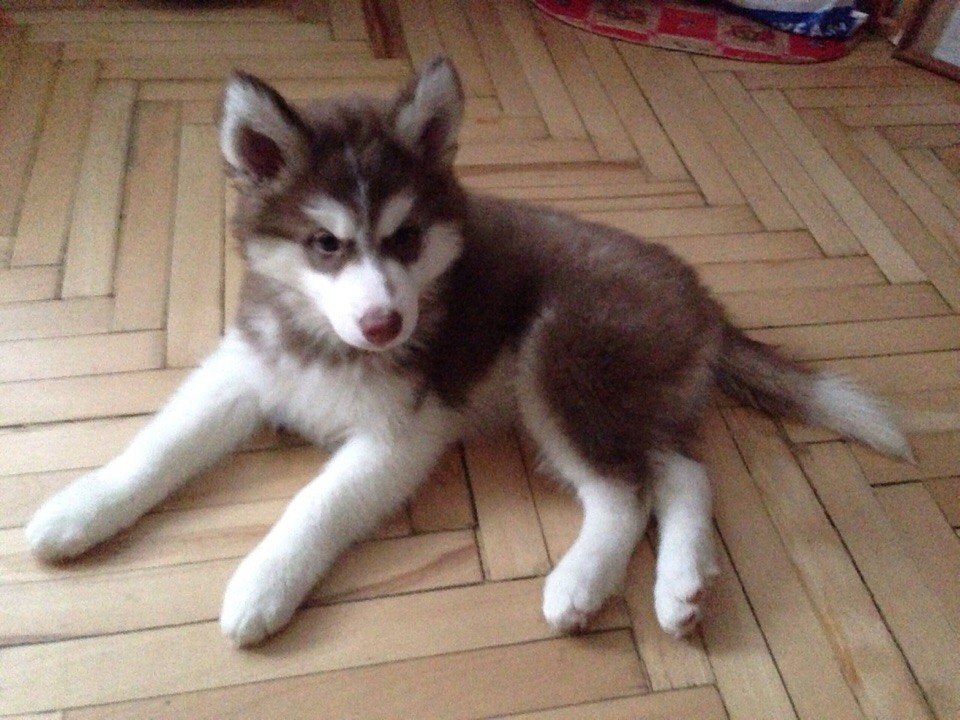 Хаски 2 щенка. 5 месяца. Щенок хаски 2 месяца. Щенок хаски в 2 месяца. Щенок хаски в 2 месяца.