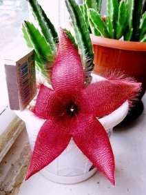 . Stapelia ( )   60  100  ,   ...