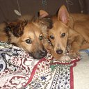 ���� �����, ��������, 51 ��� - ��������� 1 ������ 2015 � ������ ������ ��������