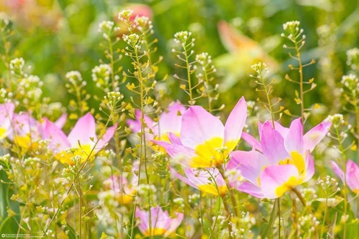 Фотограф Sachiko Kawakami. - 2