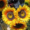  Gelya   20, , 57  -  12  2015    