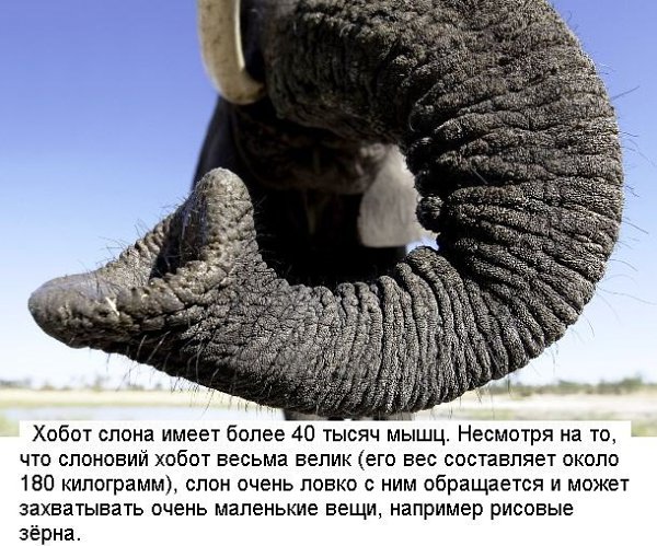 Удивительные факты о слонах.Слоны – самые крупные наземные животные, обитающие в Юго-Восточной Азии ... - 7