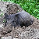 ���� ����, ����������� - ��������� 13 ������ 2015 � ������ ���� �����