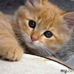 ���� ������, �������, 25 ��� - ��������� 30 ������ 2015