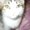  , , 51  -  14  2014    .