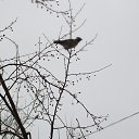 ���� ��������, ����, 76 ��� - ��������� 17 ������ 2015 � ������ ������� �������