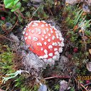 ���� ������, ������ - ��������� 8 ����� 2015 � ������ ���� ����������