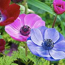 ���� �������, ������� - ��������� 14 ������ 2015 � ������ ������ ��������