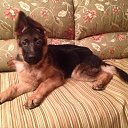 ���� Alexandr, �����-���������, 45 ��� - ��������� 11 ������� 2015 � ������ �����