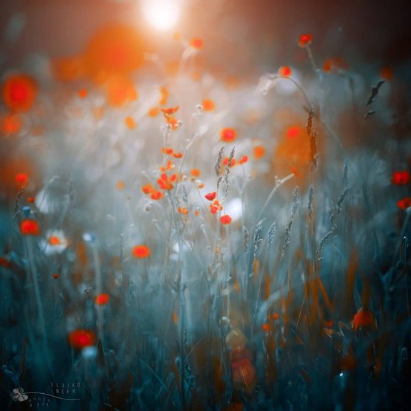   (Ildiko Neer)  -  .,    2009 . ... - 2