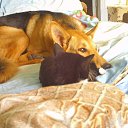 ���� ���������, ������� �����, 51 ��� - ��������� 14 ������� 2015