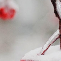 ���� ˸��, ������ - ��������� 25 ������ 2015 � ������ �������