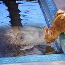 ������� ������� ��������� �� ������� ������ ��������