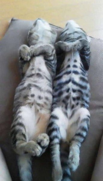 Синхронные коты. Это заговор. - 7