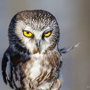 ���� �����, ����������, 40 ��� - ��������� 20 ����� 2015 � ������ ������ ��������