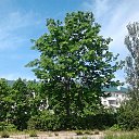 ���� Aleksandr, ��������, 55 ��� - ��������� 28 ������� 2015 � ������ ������� ���