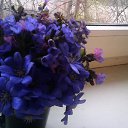 ���� �������, �����-���������, 71 ��� - ��������� 13 ������ 2015 � ������ ������ ��������