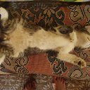 ���� ��������, �����-���������, 47 ��� - ��������� 8 ������� 2015 � ������ ���� ����������