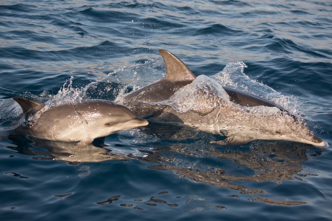 Do Dolphins Grieve? A new study adds Atlantic spotted dolphins to the list of animals that show ...