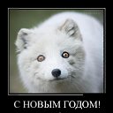 ���� �����, ���� - ��������� 31 ������� 2014 � ������ �� ������ ����