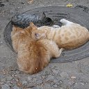 ���� �����, ������, 52 ���� - ��������� 15 ������� 2015 � ������ ���� ����������