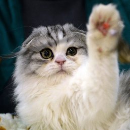 ���� �����, ������, 72 ���� - ��������� 14 ������� 2014