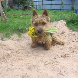 ����� ������������, ������, 72 ����