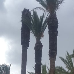 ������, �������, 44 ����