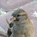  Begemot, , 62  -  8  2015    