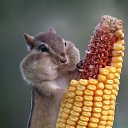 ���� �����, ������� �����-7, 54 ���� - ��������� 15 ������ 2015 � ������ �������.�