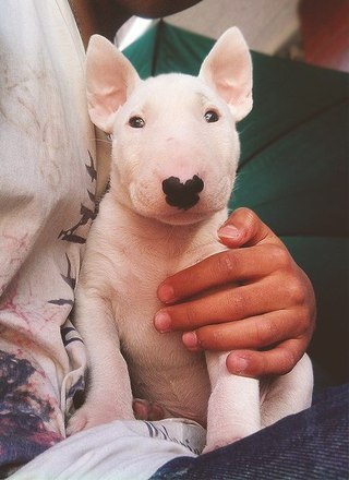 Собака без документов - дворняга (метис). ============================== И снова о родословной и ...