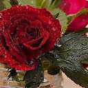 ���� ��������, ������, 59 ��� - ��������� 3 ������ 2015 � ������ ������ ��������