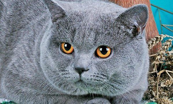 Единственный способ не жрать после шести, сожрать все до шести!!
