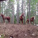 ���� �������, �����-��������� - ��������� 28 ������ 2015 � ������ ���� ����������