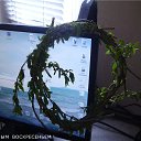 ���� Ludmil, ������, 71 ��� - ��������� 5 ������ 2015 � ������ ������ ��������