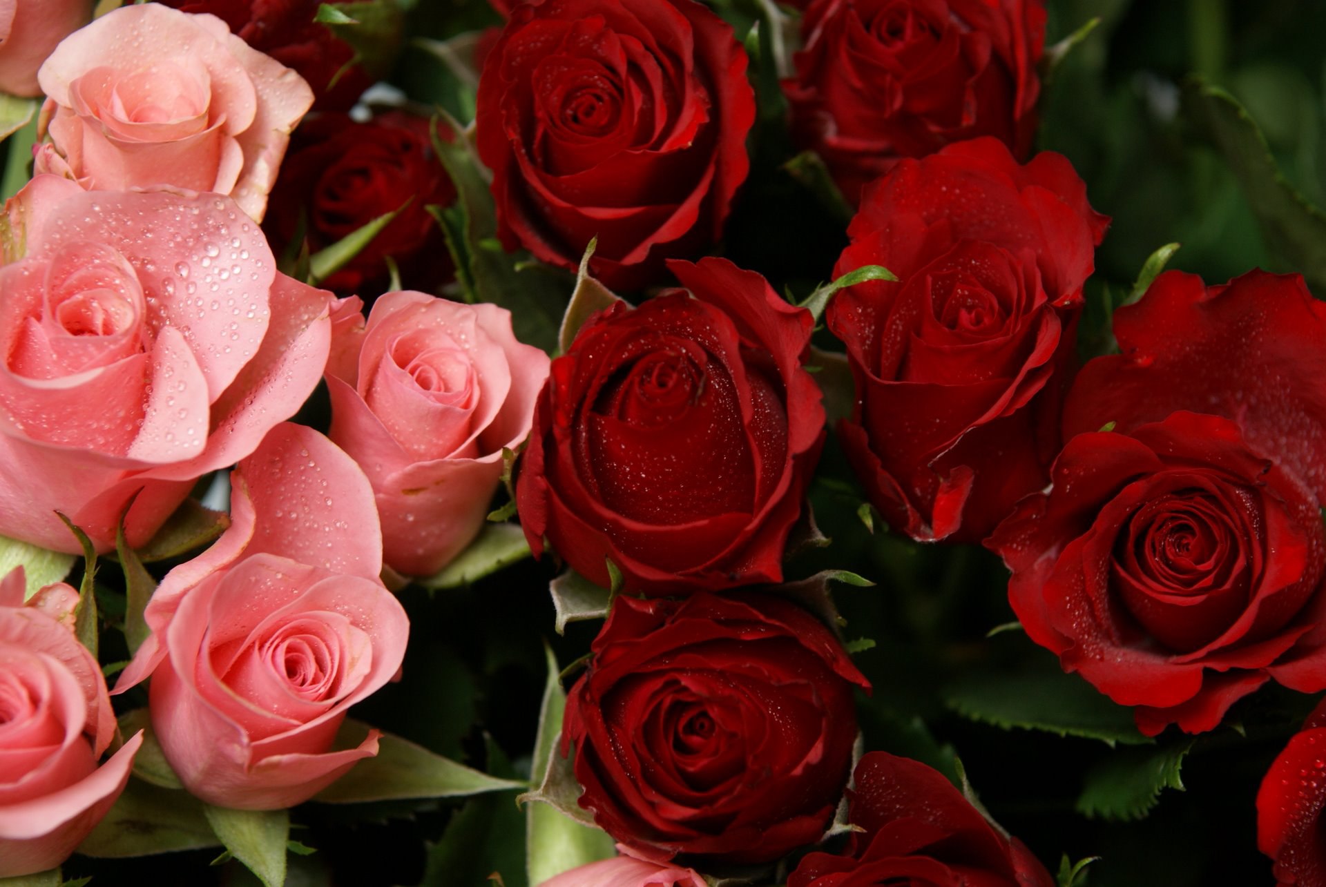 Бесплатные заставки розы на заставку телефона. Красивые розы. Крупные розы. Самые красивые розы.