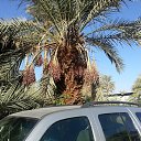 ���� Suat, ������, 68 ��� - ��������� 5 ������� 2015 � ������ �SAUDI ARABIA (2015)�