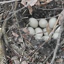 ���� ��������, ������, 51 ��� - ��������� 17 ������ 2015 � ������ ���� ����������