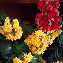 ���� ��������, ��������, 73 ���� - ��������� 26 ������� 2015 � ������ ��������-��������